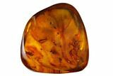 Detailed Fossil Spider (Araneae) in Baltic Amber #166210-2